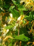 Lonicera japonica. Часть побега с цветками. Черноморское побережье Кавказа, г. Новороссийск, в культуре. 6 июня 2008 г.