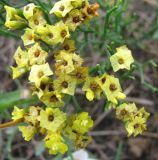 Limonium aureum. Часть соцветия. Читинская обл., Ононский р-н, оз. Зун-Торей, кордон Тэли. 23.07.2011.