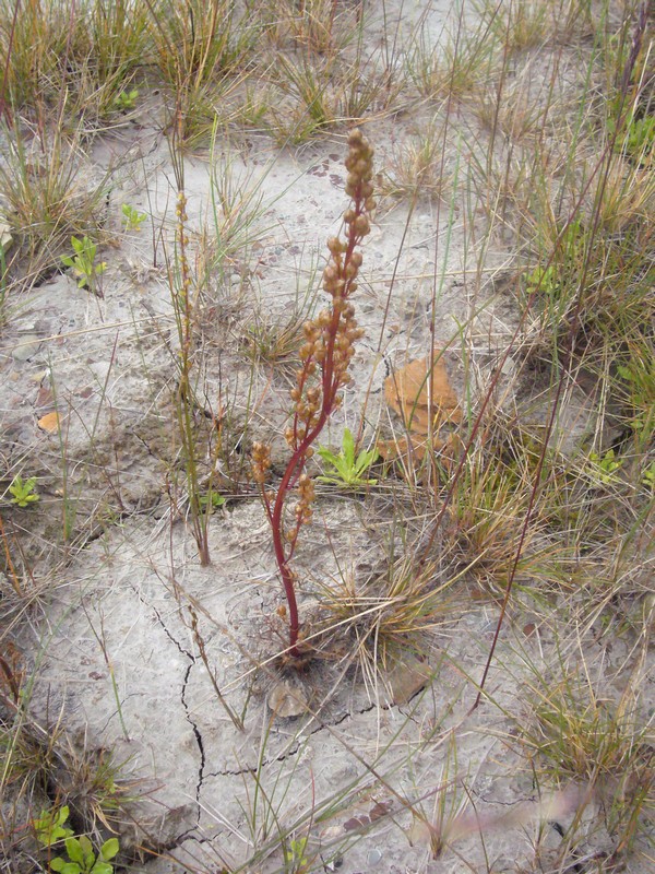 Image of Artemisia limosa specimen.