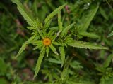 Bidens radiata