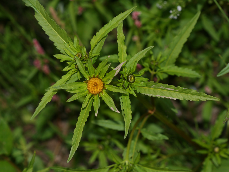 Изображение особи Bidens radiata.