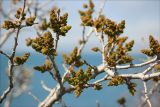 Pistacia mutica. Веточки с распускающимися соцветиями. Черноморское побережье, Геленджик, севернее пос. Кабардинка. 23 апреля 2012 г.