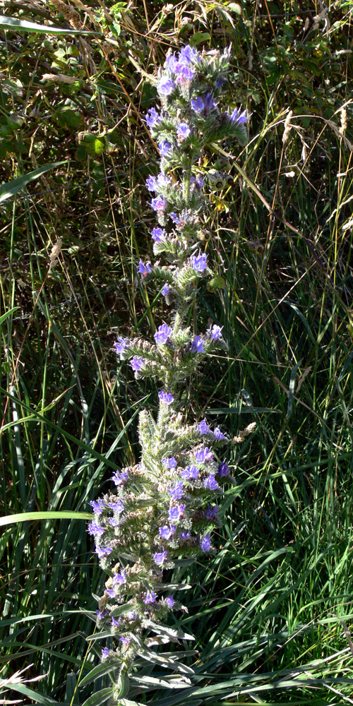 Изображение особи Echium vulgare.