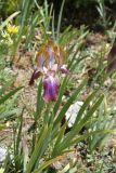 Iris stolonifera