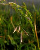 Deschampsia kaschinae