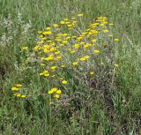 Anthemis tinctoria