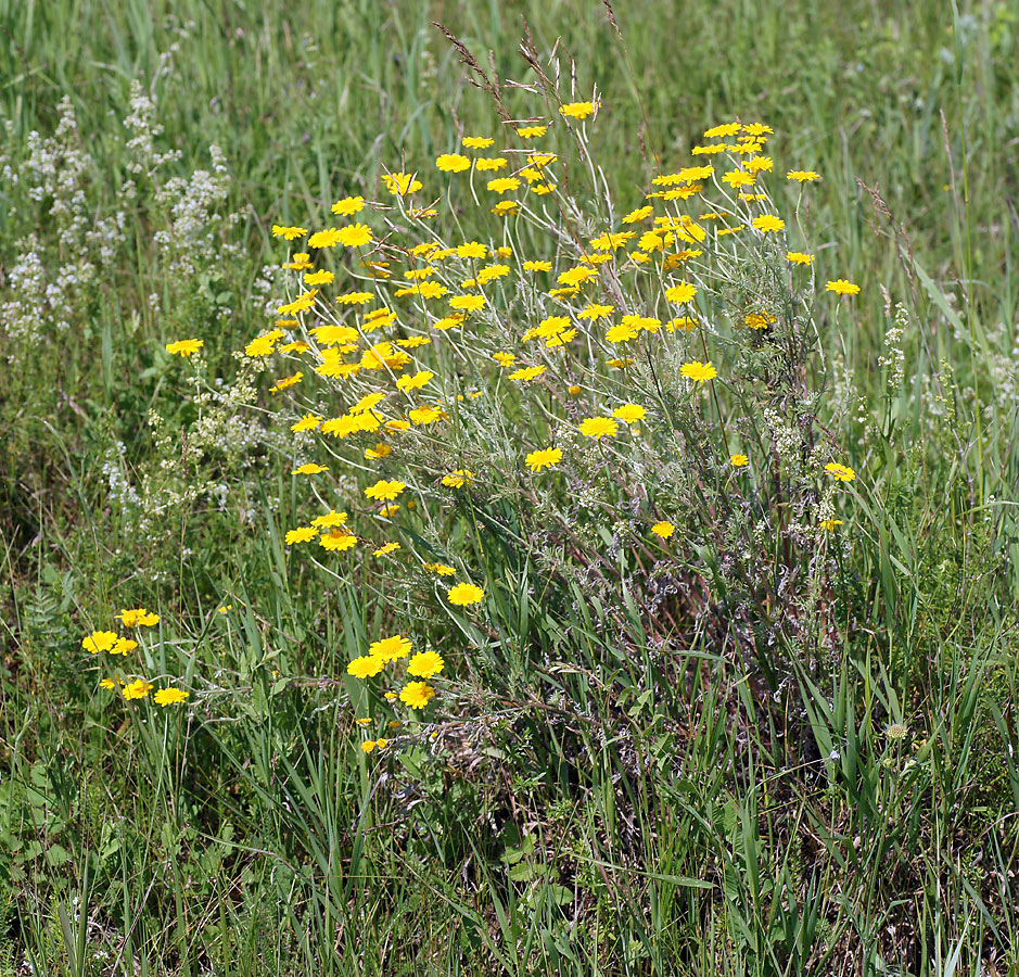 Изображение особи Anthemis tinctoria.