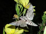 Oenothera biennis. Соцветие (сорт \"Ночная свеча\") с кормящимся бражником. Краснодарский край, север Кубани, ст. Шкуринская. Август 2007 г.