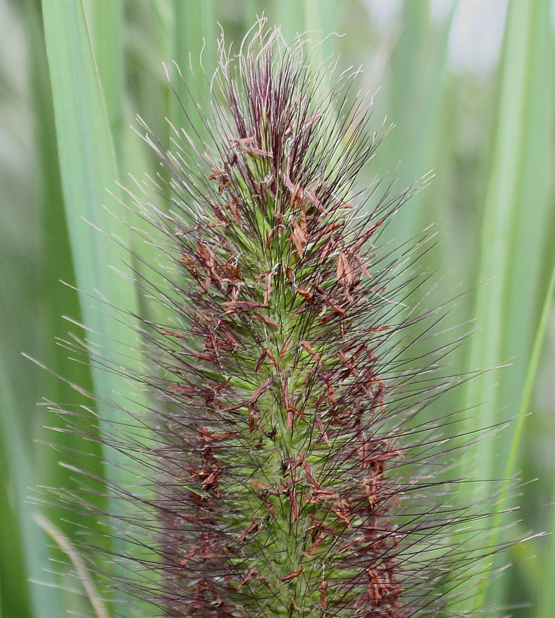 Изображение особи Pennisetum alopecuroides.