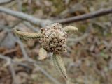 Viburnum furcatum