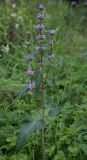 Phlomoides tuberosa. Верхушка цветущего растения. Томская обл., г. Томск, окр. стадион \"Буревестник\", лес. 02.07.2014.