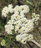 Achillea setacea