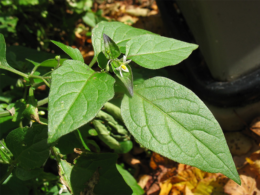 Изображение особи Solanum nigrum ssp. schultesii.