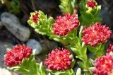 Rhodiola integrifolia. Верхушки растений с соцветиями. Камчатский край.