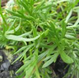 Artemisia norvegica