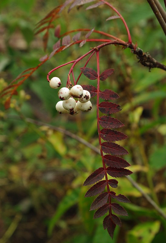 Изображение особи Sorbus koehneana.