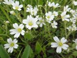 Cerastium arvense