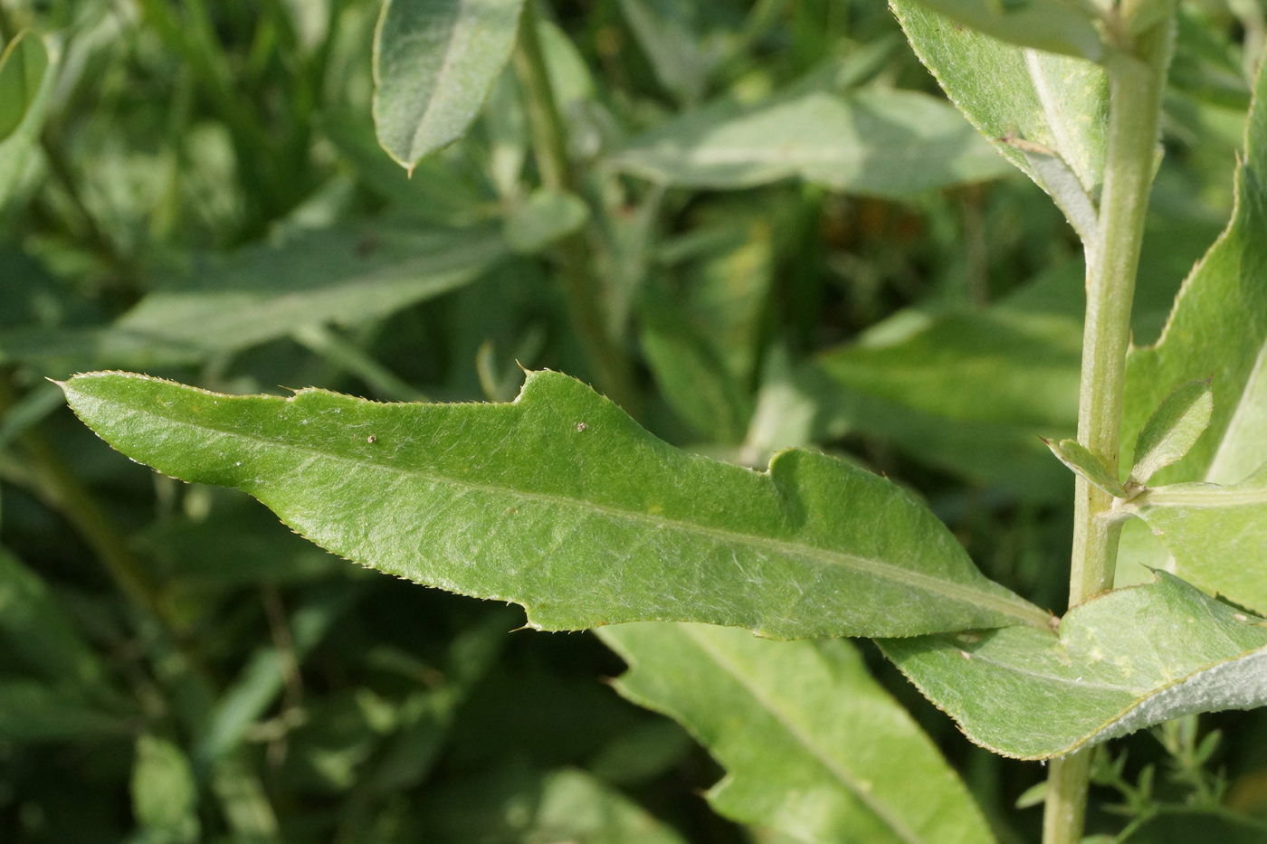 Изображение особи Cirsium incanum.