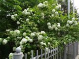 Viburnum форма roseum