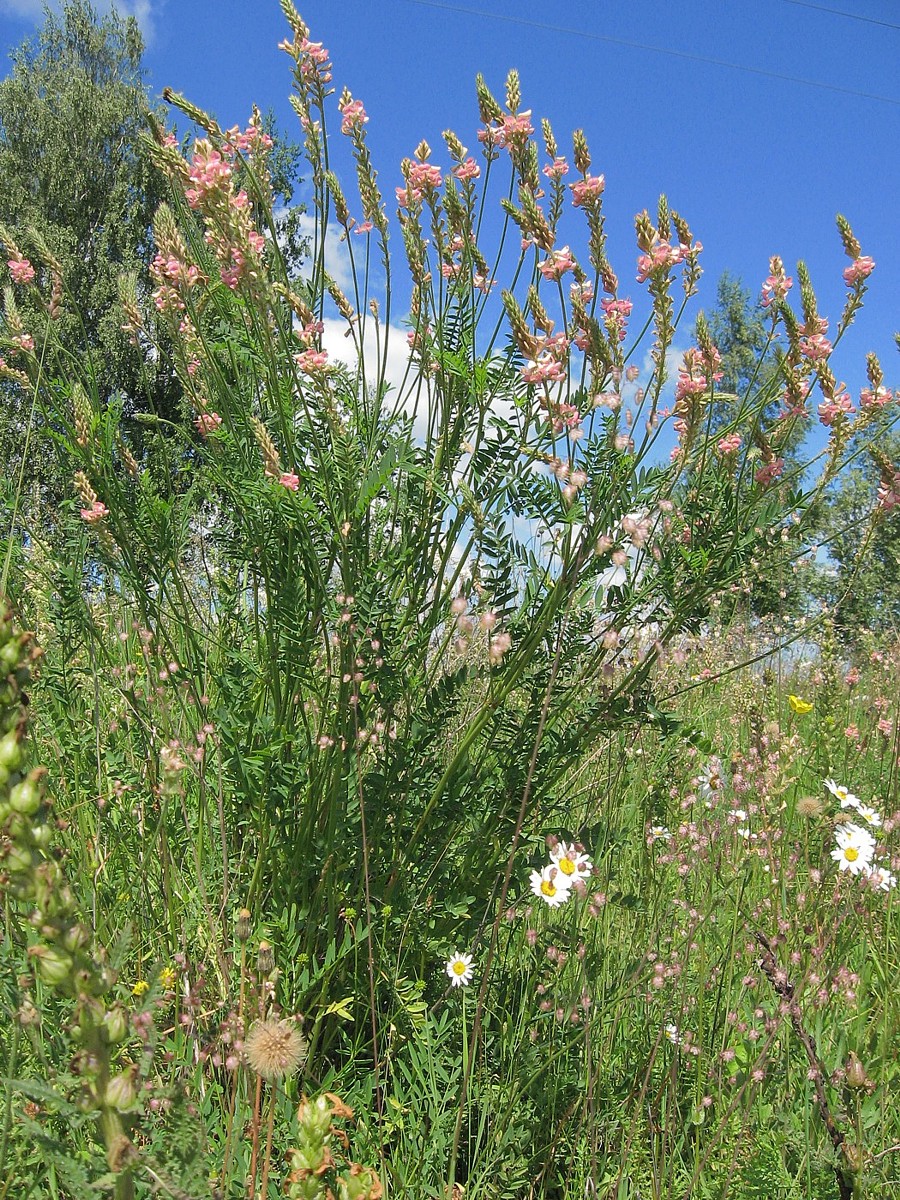 Изображение особи Onobrychis arenaria.