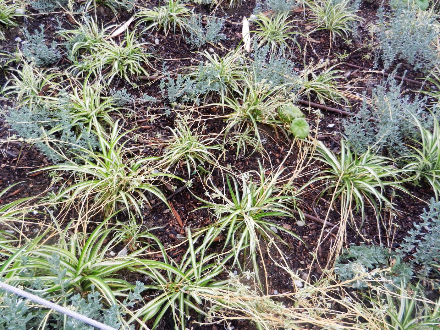 Image of Chlorophytum comosum specimen.