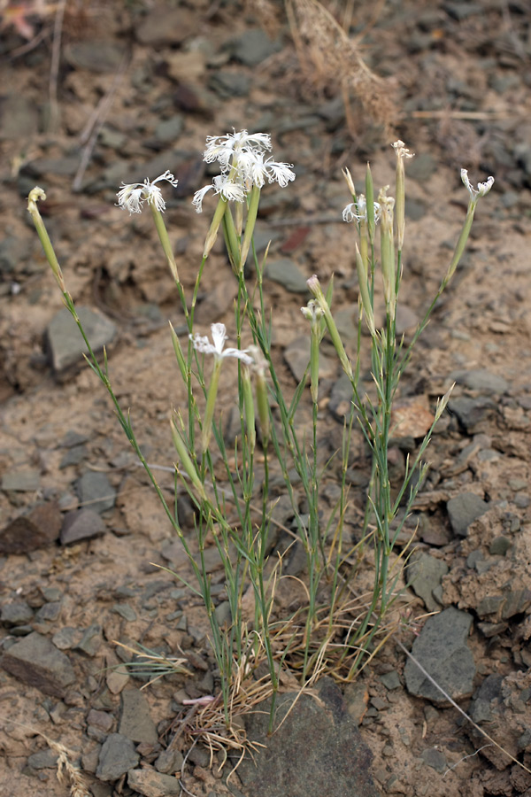 Image of Dianthus tetralepis specimen.