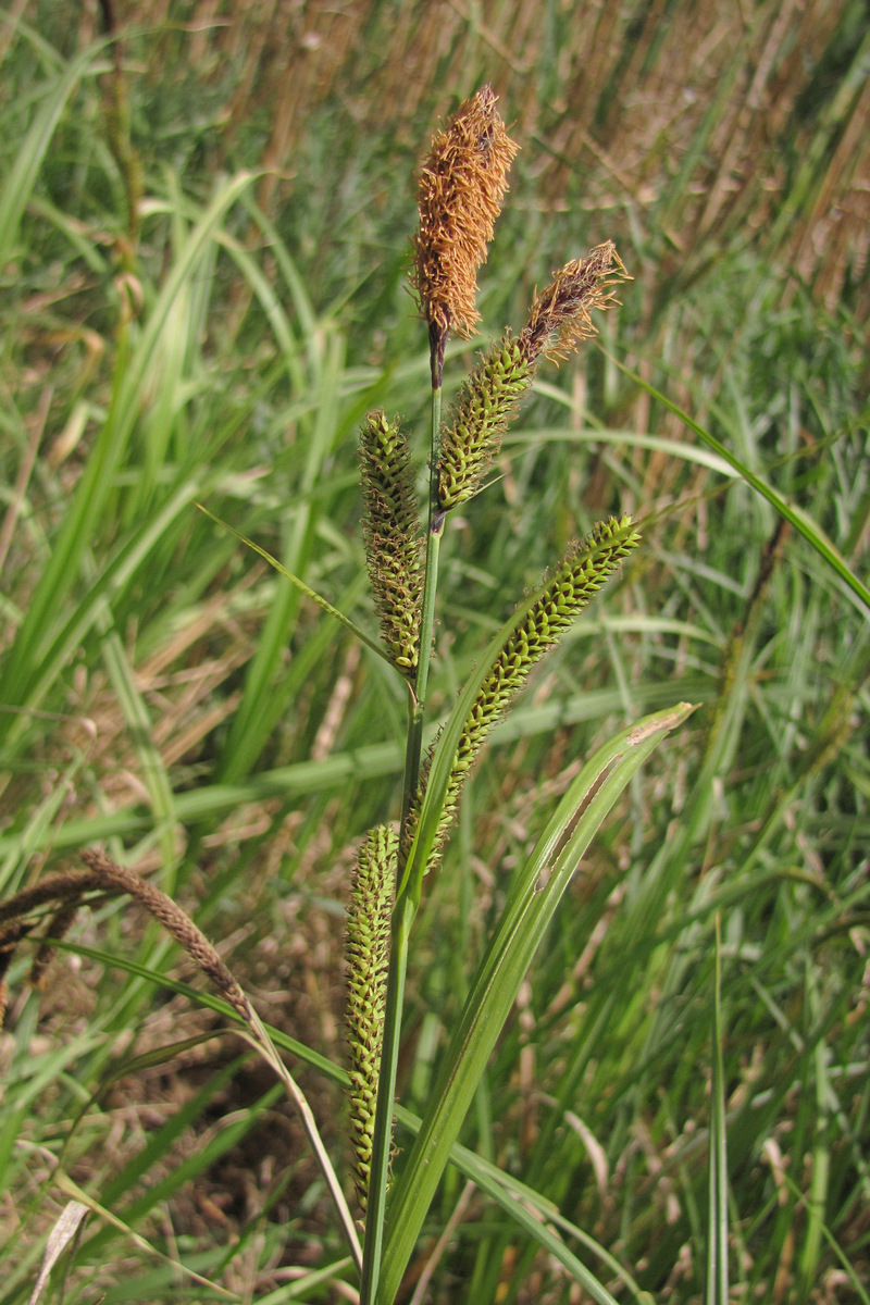 Изображение особи Carex acutiformis.