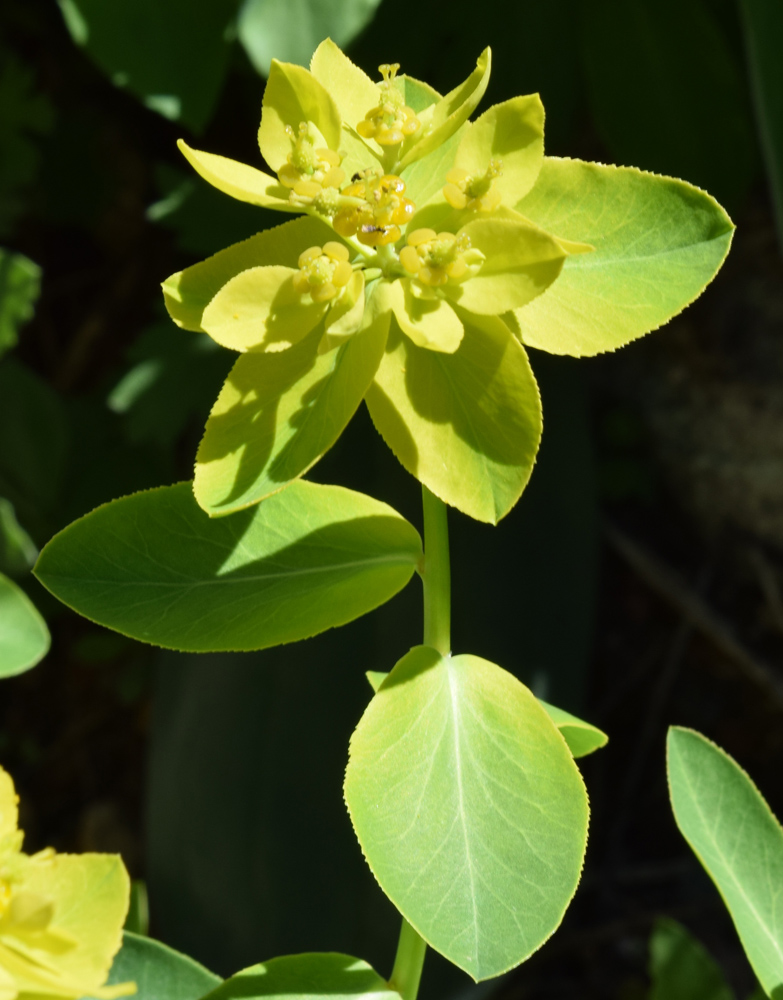 Image of Euphorbia sarawschanica specimen.