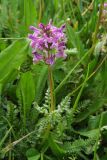 Pedicularis korolkowii