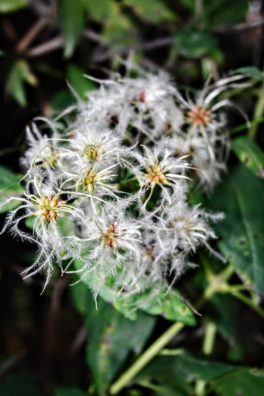 Изображение особи Clematis vitalba.