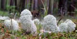 Cladonia stellaris. Слоевища. Пермский Край, Красновишерский р-н, долина р. Глухая Вильва, сосновый бор на высоком берегу. 29 мая 2010 г.