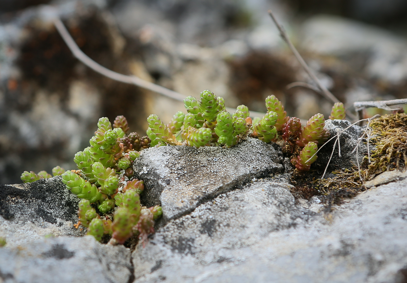 Изображение особи Sedum acre.