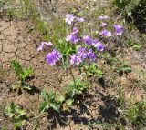 Geranium tuberosum