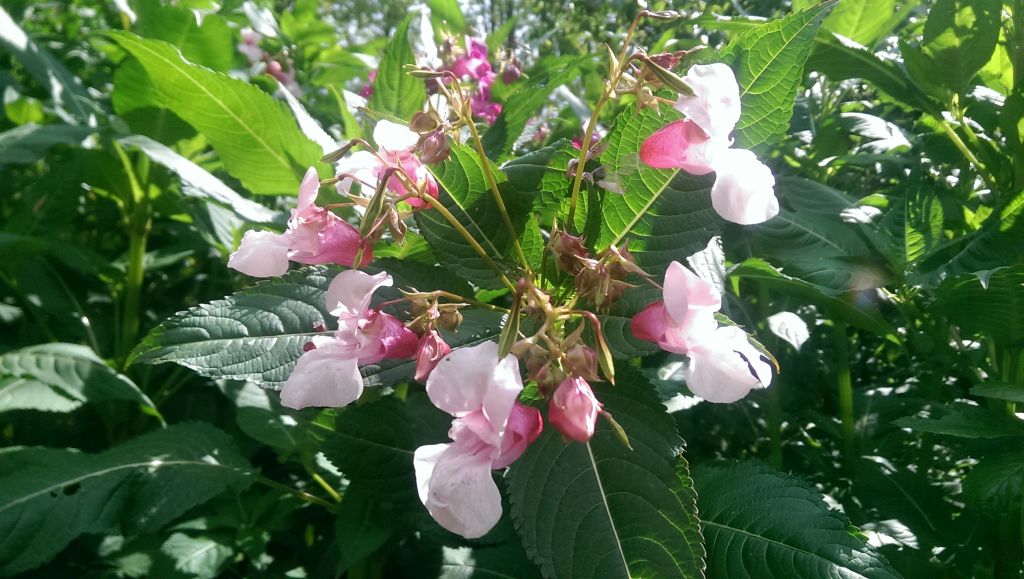 Изображение особи Impatiens glandulifera.