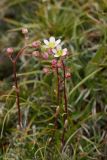 Saxifraga cartilaginea. Соцветия. Адыгея, Кавказский биосферный заповедник, склон горы Оштен, выс. ≈ 2500 м н.у.м., травяной склон. 24.07.2017.