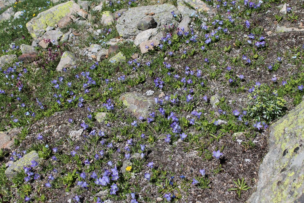 Изображение особи Campanula biebersteiniana.