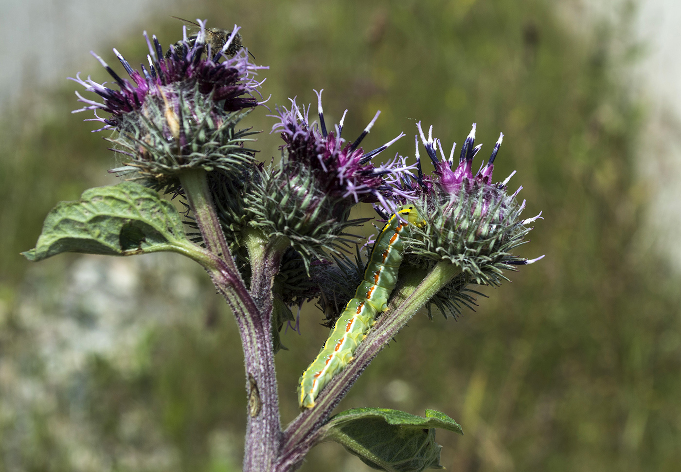 Изображение особи Arctium tomentosum.