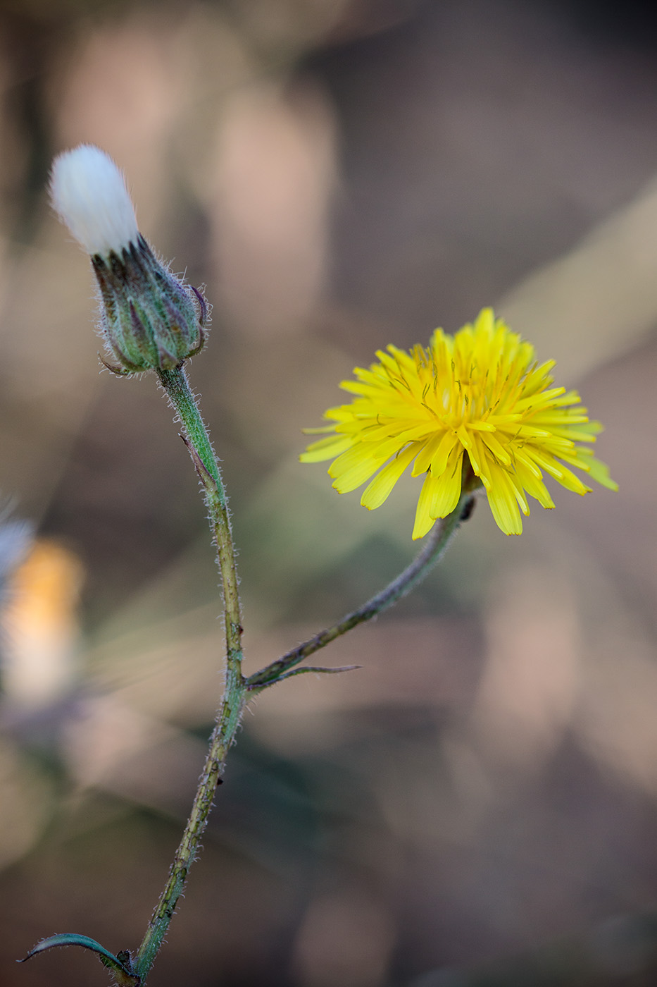 Изображение особи род Crepis.