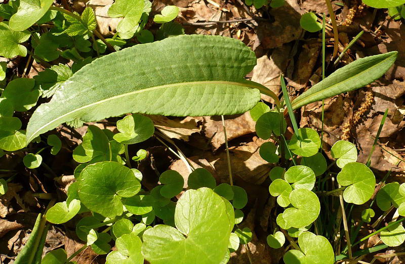 Изображение особи Bistorta officinalis.