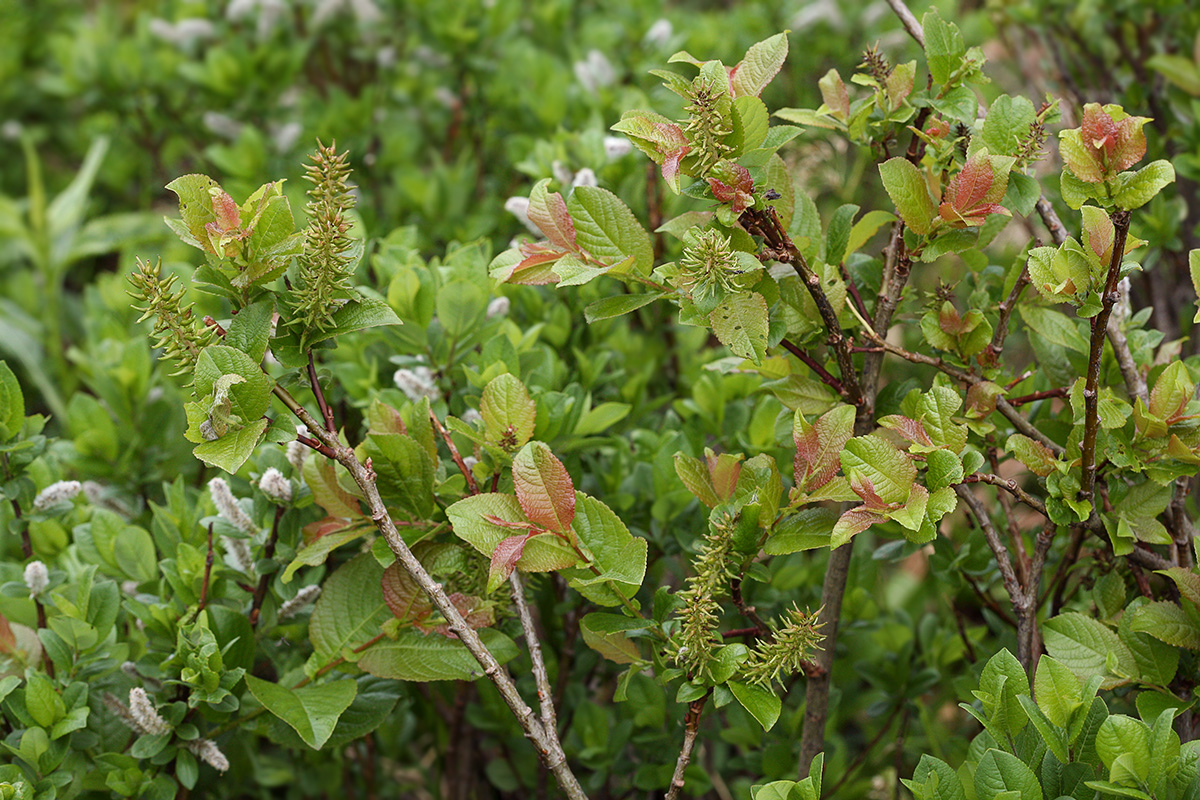 Изображение особи Salix silesiaca.