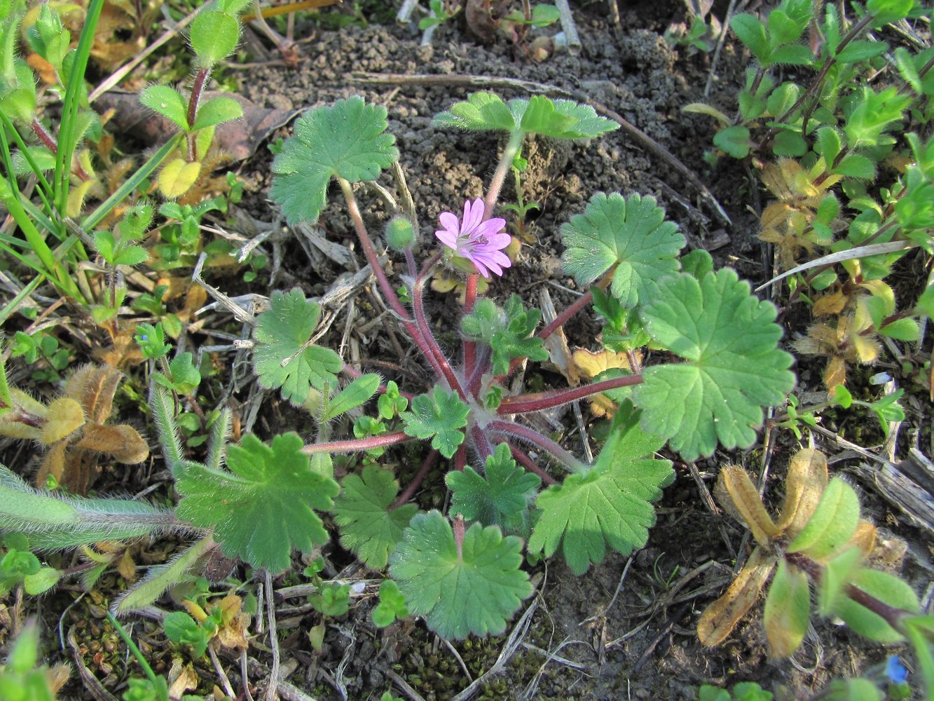 Image of Geranium molle specimen.