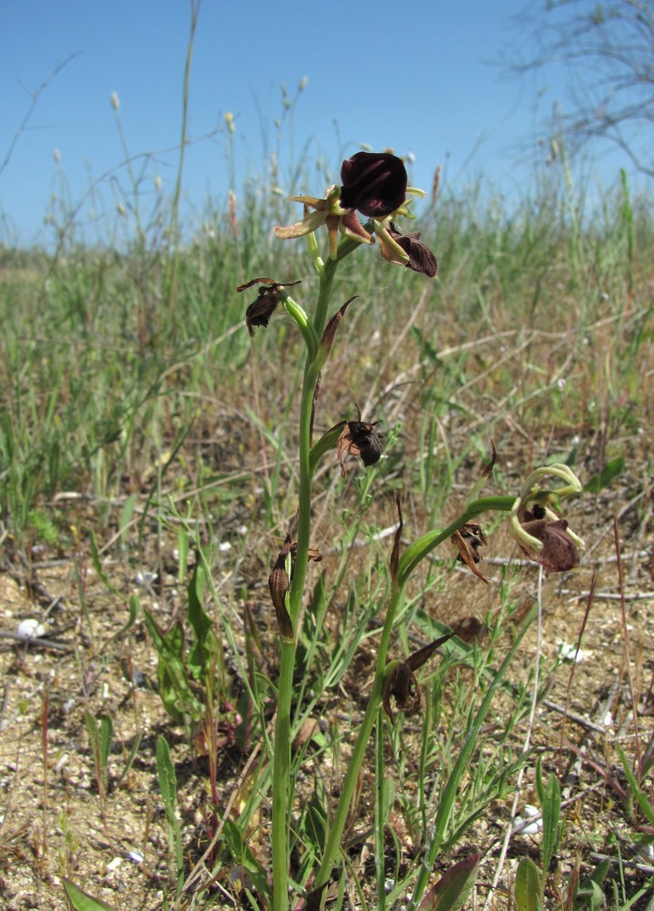 Изображение особи Ophrys mammosa.