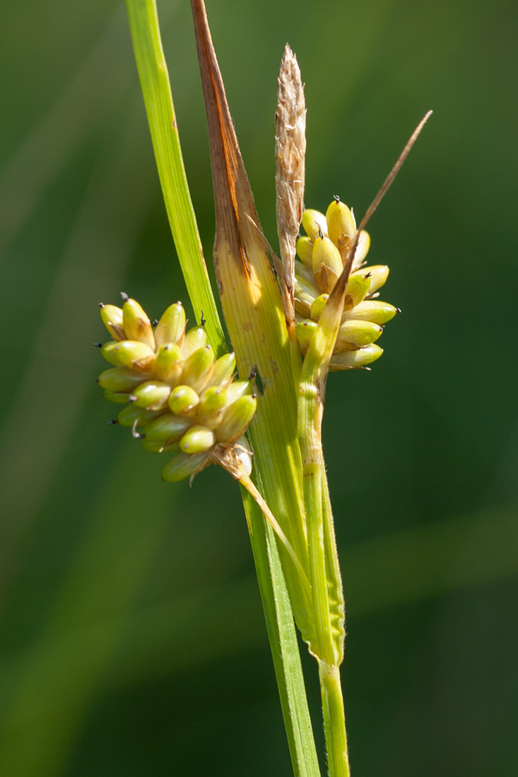 Изображение особи Carex pallescens.