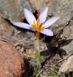 Crocus cyprius