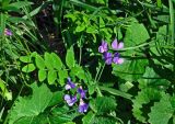 Lathyrus humilis