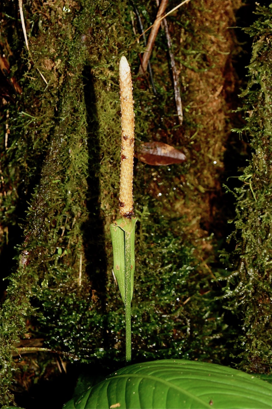 Изображение особи Anthurium pallens.