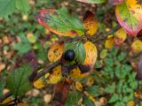 Cotoneaster lucidus. Часть ветви с плодом, с листьями в осенней окраске. Московская обл., г. Дубна, лесопарк, окр. пика Тяпкина. 29.09.2020.