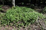 Maianthemum bifolium