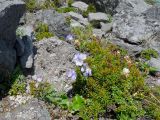 Polemonium boreale