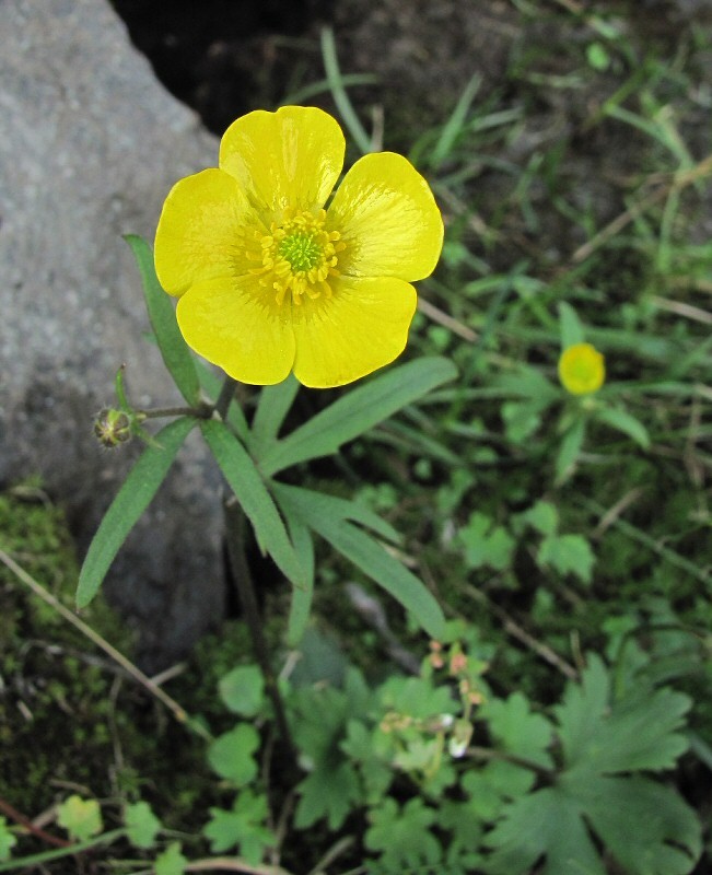 Изображение особи Ranunculus propinquus.